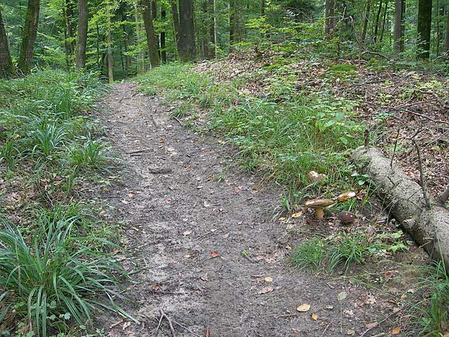 I  Funghi della collina pianeggiante